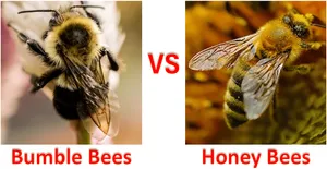Bumble Bees Vs Honey Bees: 6 Differences That May Surprise You!