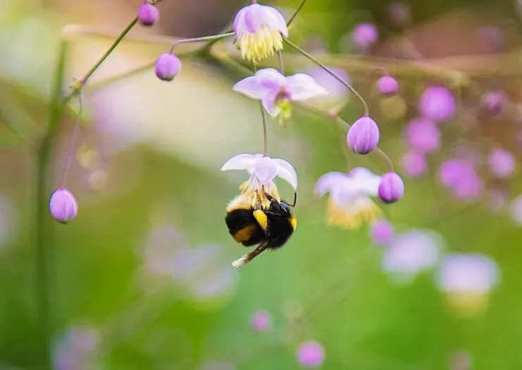 Bumblebees