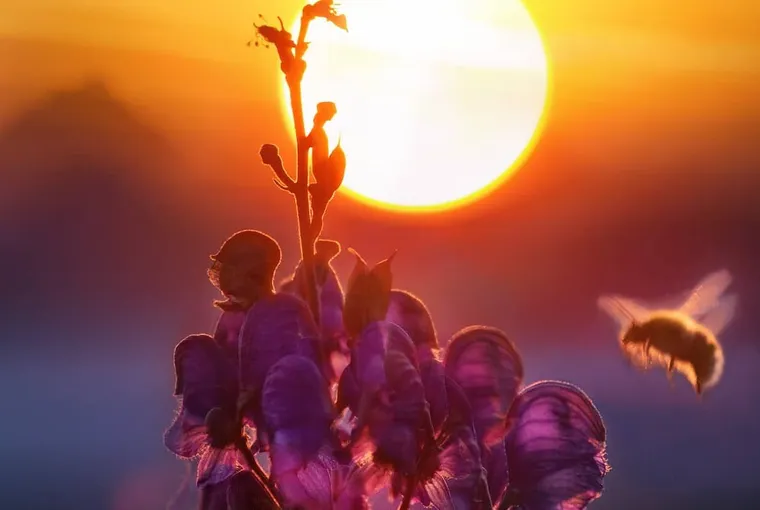 Can Bees Fly At Night?