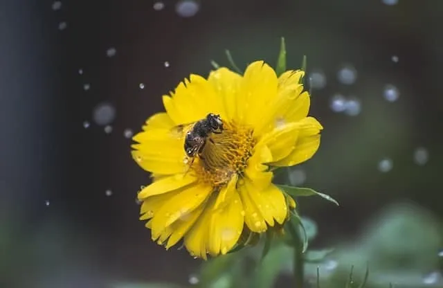 Can bees fly in the rain