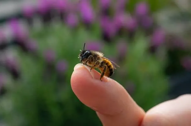 Can bees sting at night