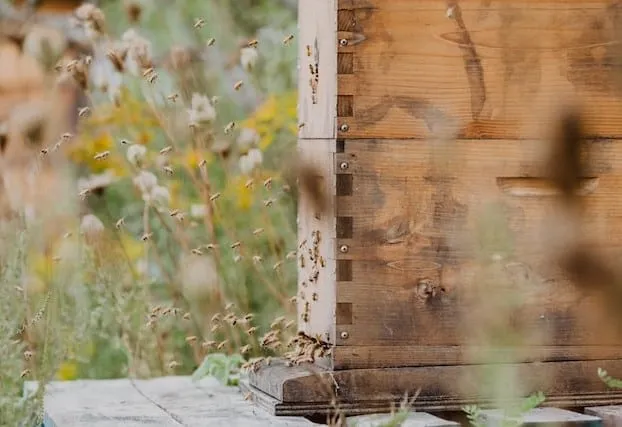 Carniolan Honey Bees are prone to swarming