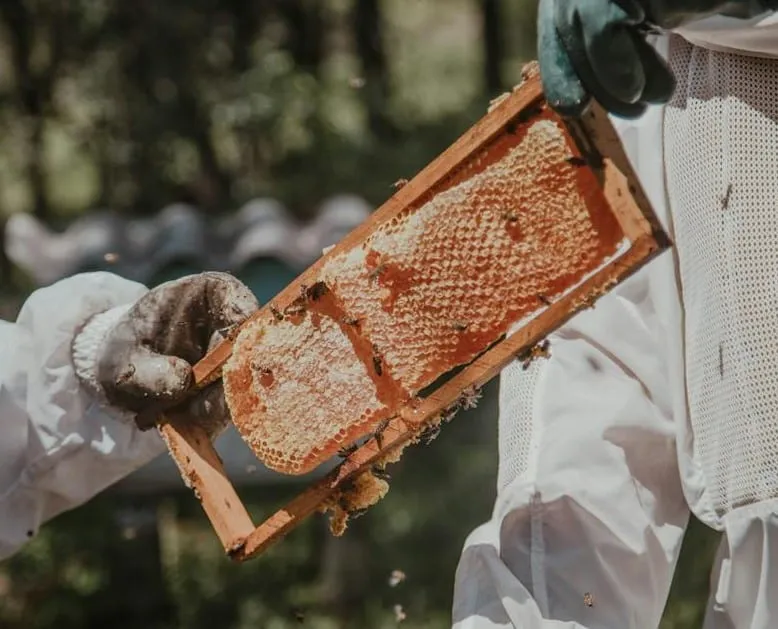 Carniolan bees are good honey producers