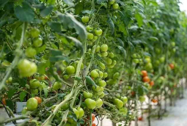 Carpenter Bees are Great Pollinators