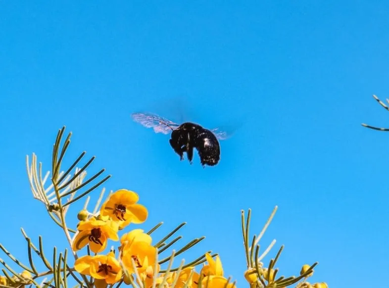 Carpenter bee