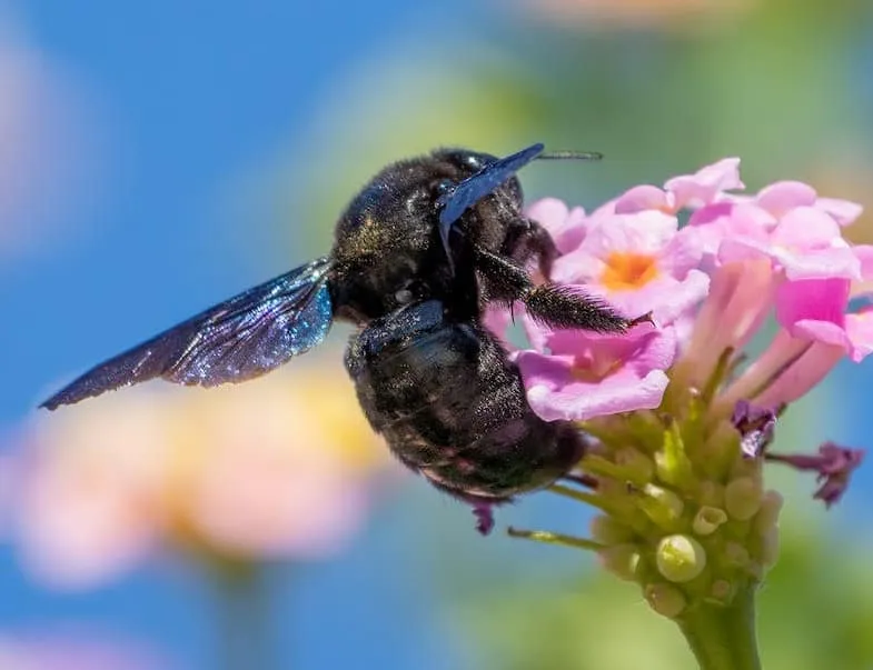 Carpenter bee