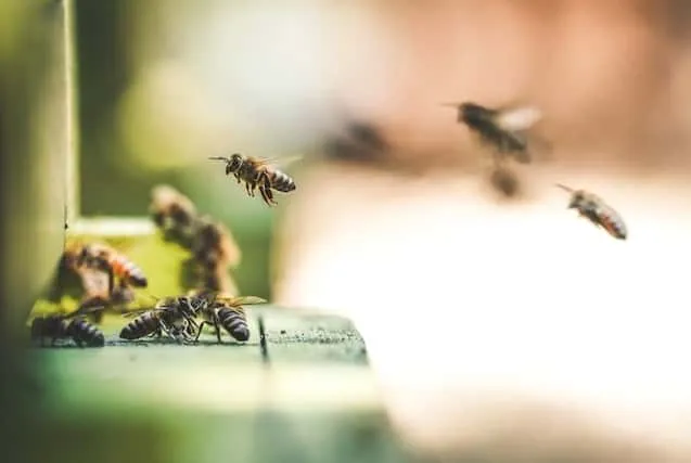 Catching swarms of honey bees
