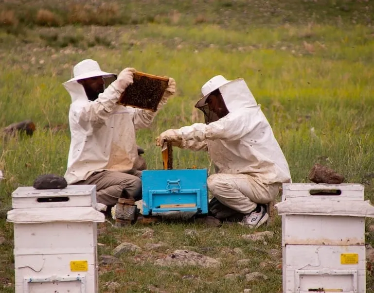Checking colony health