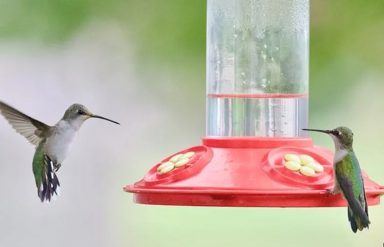 Choose red feeders and avoid feeders that are yellow