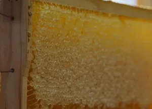 The Ultimate Guide to Choosing the Best Honey Extractor