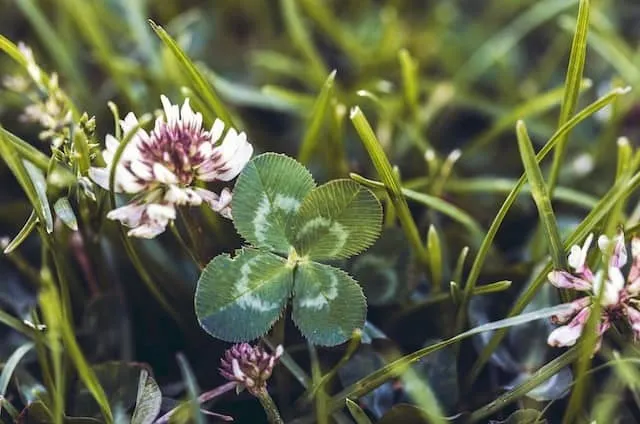 Clover plant