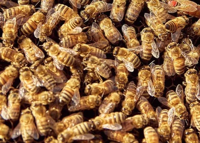 Cluster of Bees