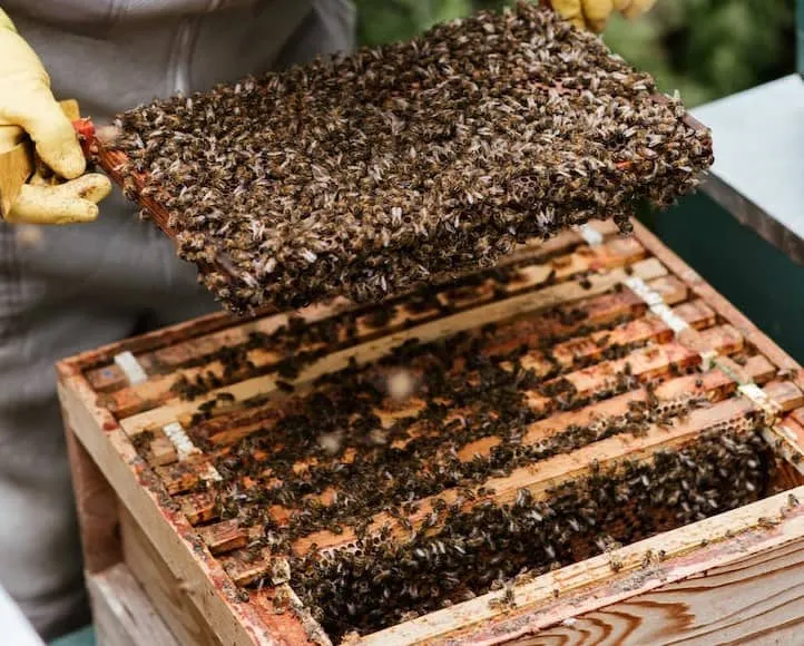 Colony of Bees