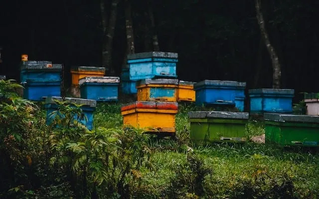 Cons of Using Langstroth Hives