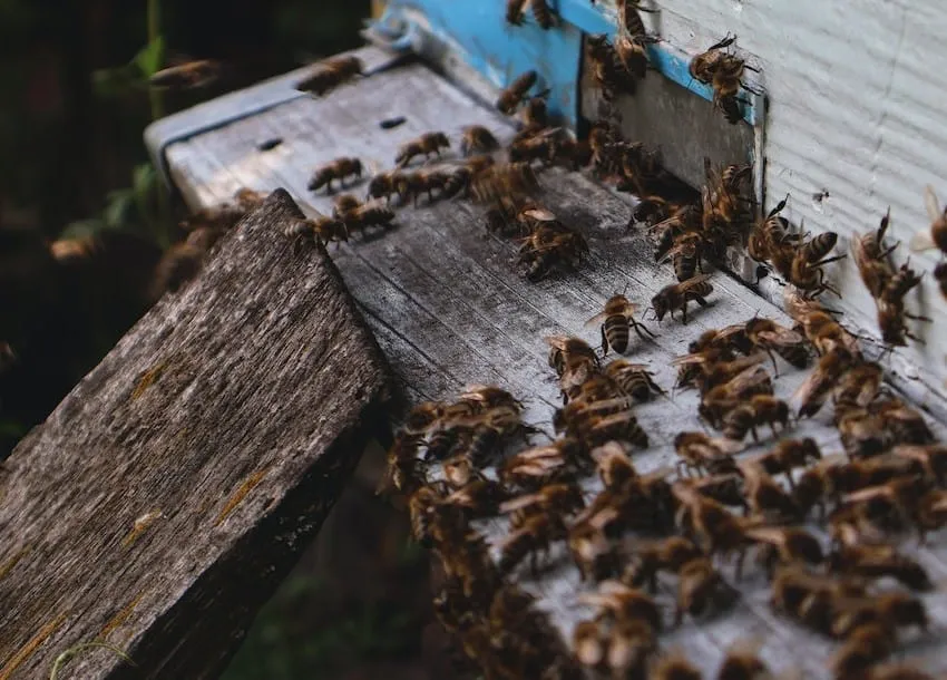 Protect your hive by eliminating possible paths that ants could use to gain access