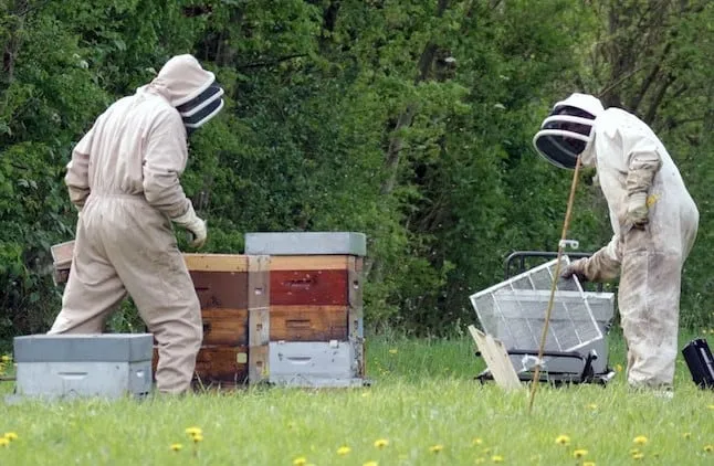 Costs of beekeeping