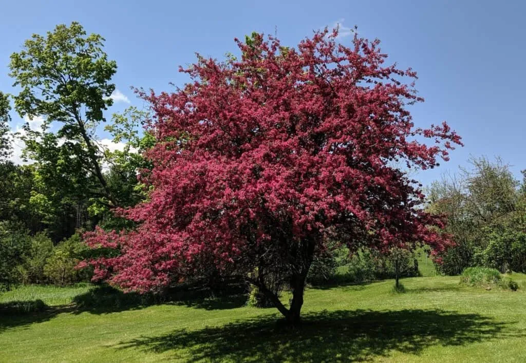 Crabapple Trees