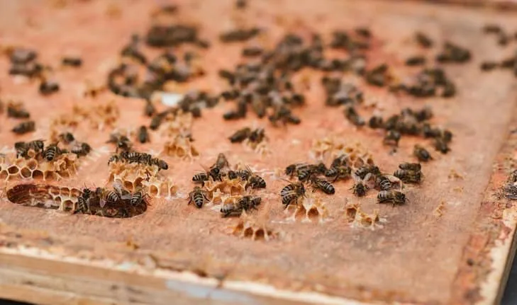 Dead bees on a frame