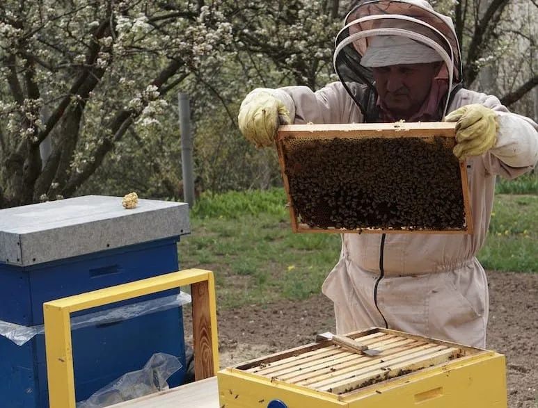 Design of the Langstroth Hive