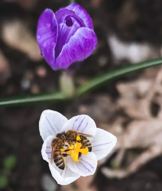 Different Types of Honey