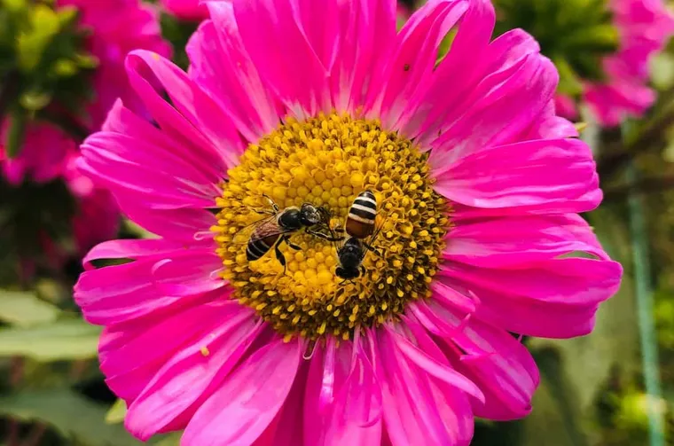 Digger Bees: Unearthing Their Traits And Characteristics