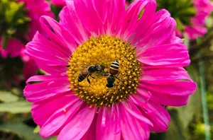 Digger Bees: Unearthing Their Traits And Characteristics