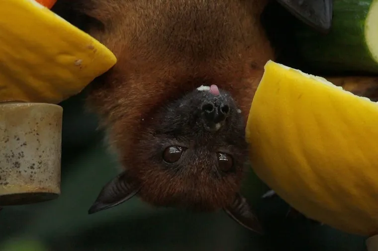 Do Bats Eat Bees?