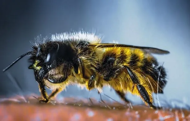 Do Bumble Bees Die After Stinging