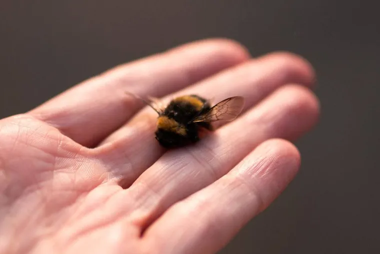 Do Bumble Bees Sting?