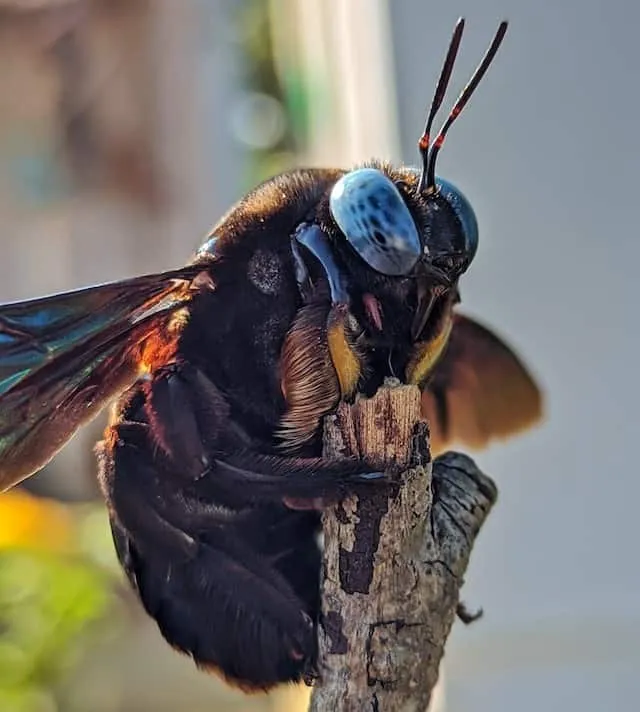 Do Carpenter Bees Cause Damage