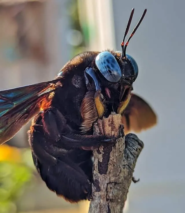 Do Carpenter Bees Eat Wood