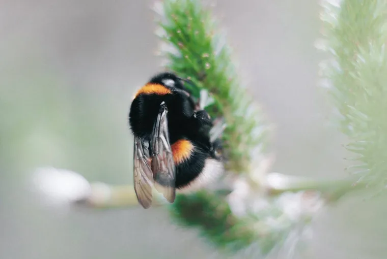 Do Carpenter Bees Make Honey?