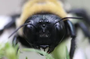 Do Carpenter Bees Sting?