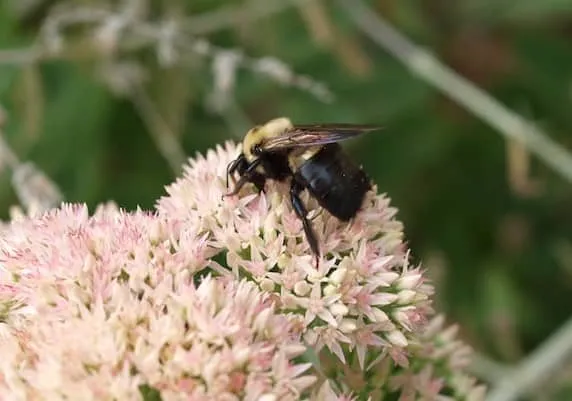 Do Carpenter Bees have Stingers