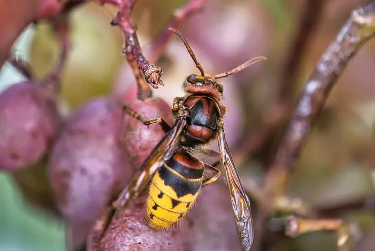 Do Hornets Make Honey?