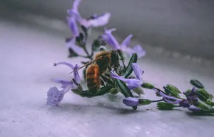 Do Sweat Bees Sting?