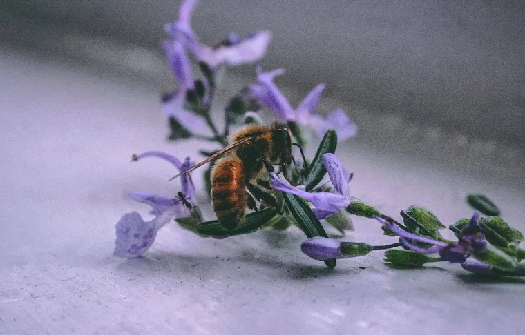 Do Sweat Bees Sting?