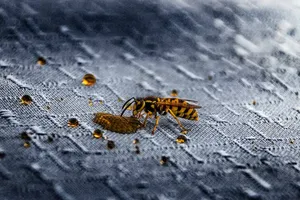 Do Yellow Jackets Make Honey?