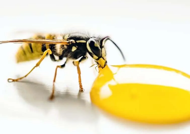 Do Yellowjackets make honey
