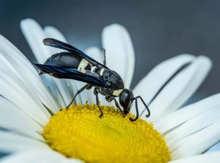Does a Mexican Honey Wasp Produce Honey