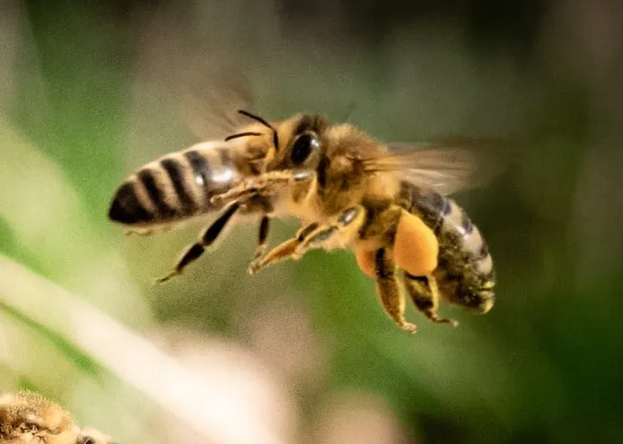 Drone bees role in the colony