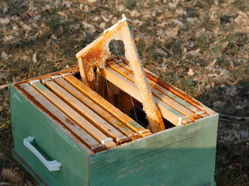 Empty Beehive Construction