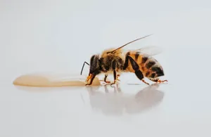 The Ultimate Guide to Feeding Bees Sugar Water (How to Make it & More)
