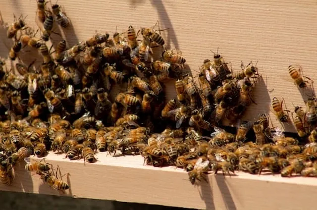 Festooning and Colony Health