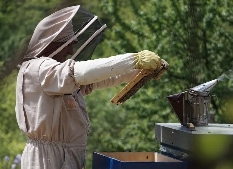 Finding the queen bee