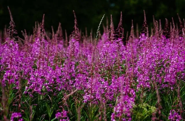 Fireweed Plants
