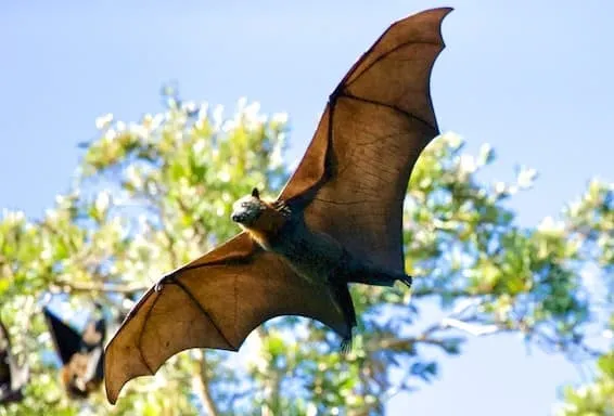 Flying bat