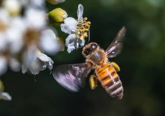 Foraging bee