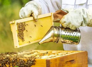 Foundation Vs Foundationless Beekeeping: 4 Things You MUST Consider