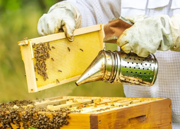 Foundation Vs Foundationless Beekeeping: 4 Things You MUST Consider